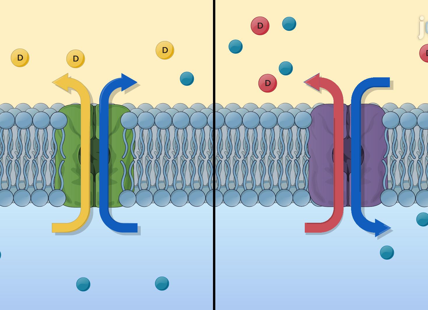 Как гормоны нами управляют: норадреналин и адреналин